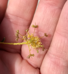 Cleomella palmeri