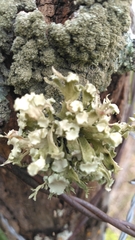 Ramalina culbersoniorum