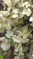 Ramalina culbersoniorum