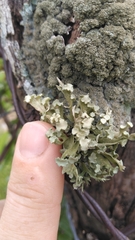 Ramalina culbersoniorum