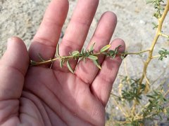 Cleomella palmeri
