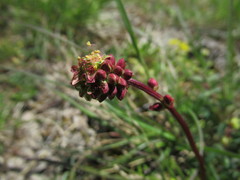 Sanguisorba officinalis