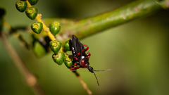 Apiomerus erythromelas