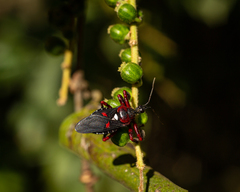 Apiomerus erythromelas