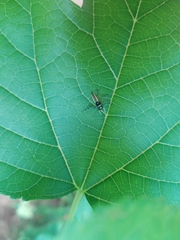 Phintelloides jesudasi