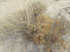 Cleomella palmeri