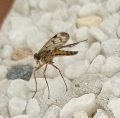 Rhagio atlanticus