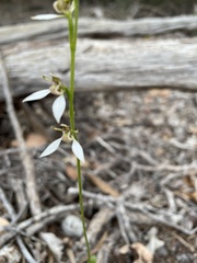Eriochilus