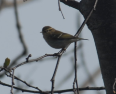 Phylloscopus plumbeitarsus