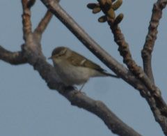 Phylloscopus plumbeitarsus