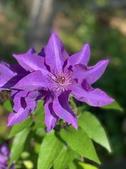 Clematis patens