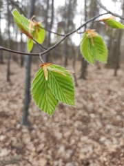 Fagus sylvatica
