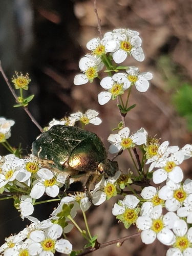 Photo of European Rose Chafer (Cetonia aurata)
