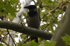Corvus cornix