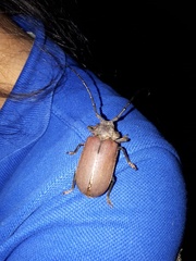 Pixodarus nyassae