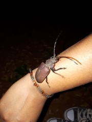 Pixodarus nyassae