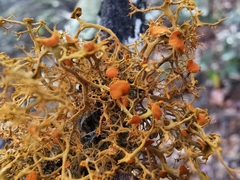 Teloschistes exilis