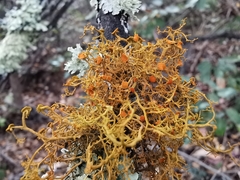 Teloschistes exilis