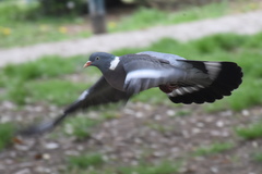 Columba palumbus
