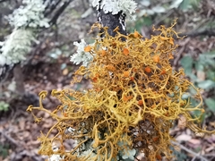 Teloschistes exilis