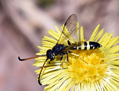 Sapyga martinii