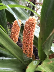 Rohdea fargesii