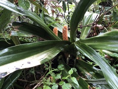 Rohdea fargesii