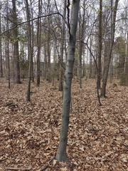 Fagus sylvatica