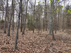 Fagus sylvatica