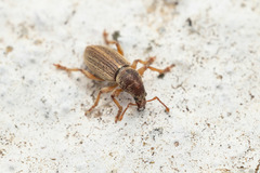 Polydrusus marginatus