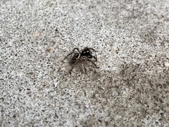 Anasaitis canosa