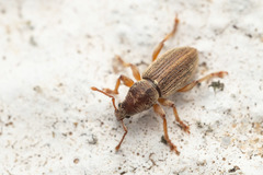 Polydrusus marginatus