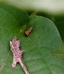 Tricyanaula aurantiaca