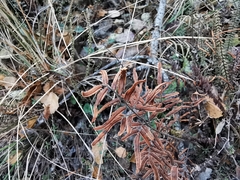 Pellaea atropurpurea
