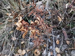 Pellaea atropurpurea