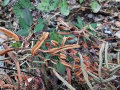 Pellaea atropurpurea