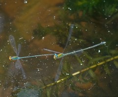 Pseudagrion rubriceps