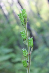 Aconitum sukaczevii