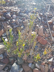 Menodora decemfida