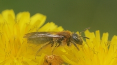 Andrena lagopus