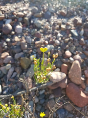Menodora decemfida