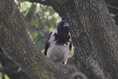 Corvus cornix