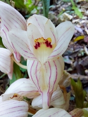Acanthophippium striatum