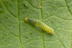 Hypena proboscidalis