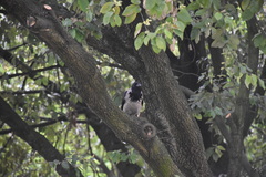 Corvus cornix