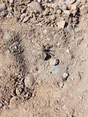 Harpactor tuberculosus