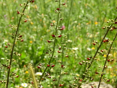 Scrophularia rubricaulis