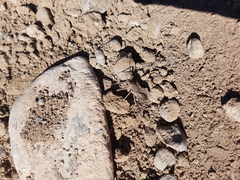 Harpactor tuberculosus