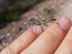 Harpactor tuberculosus