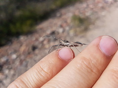 Harpactor tuberculosus